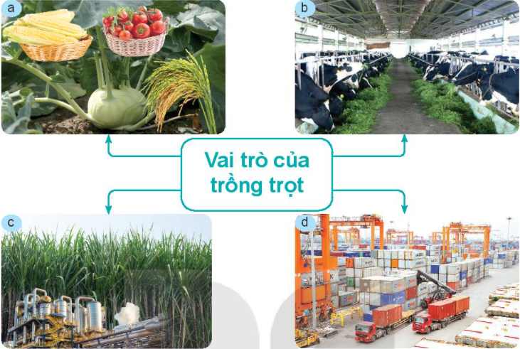 Trắc nghiệm công nghệ trồng trọt kết nối tri thức Bài 17 Một số bệnh hại cây trồng